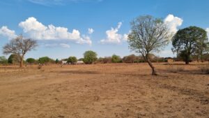 Titelbild Blog Livingstone
